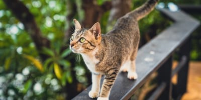 chat sur un balcon non sécurisé