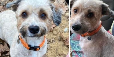 Lou, chienne croisée Bichon à adopter