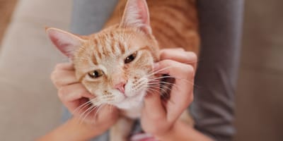 Un chat entouré de coeurs