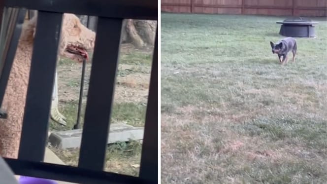 Captures de la vidéo du chien qui confond un mouton et un caniche