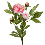 Grand Interiors Peony Light Pink - Peonies