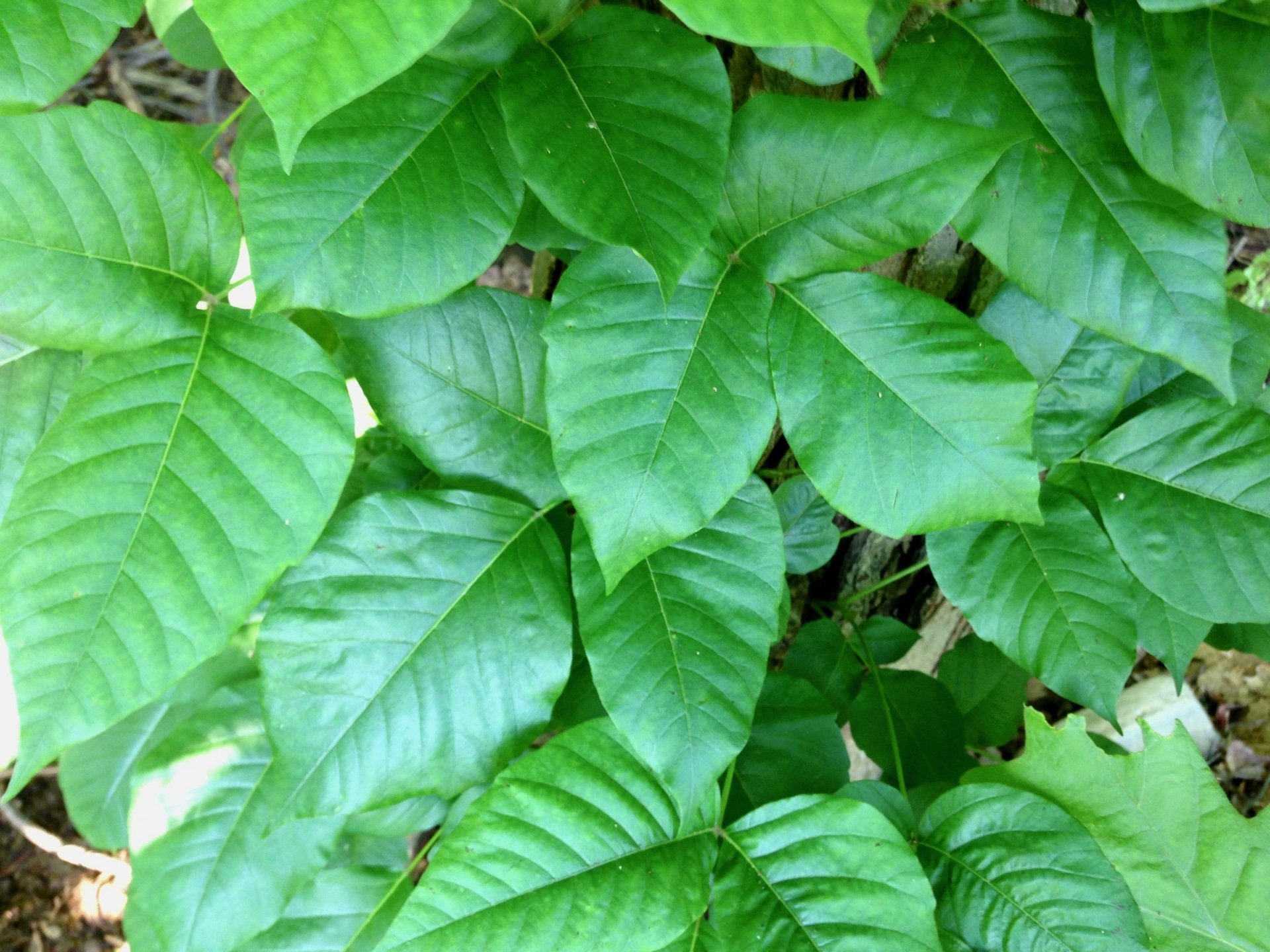 The Poison Ivy Guy | Photo Gallery | Boylston, MA