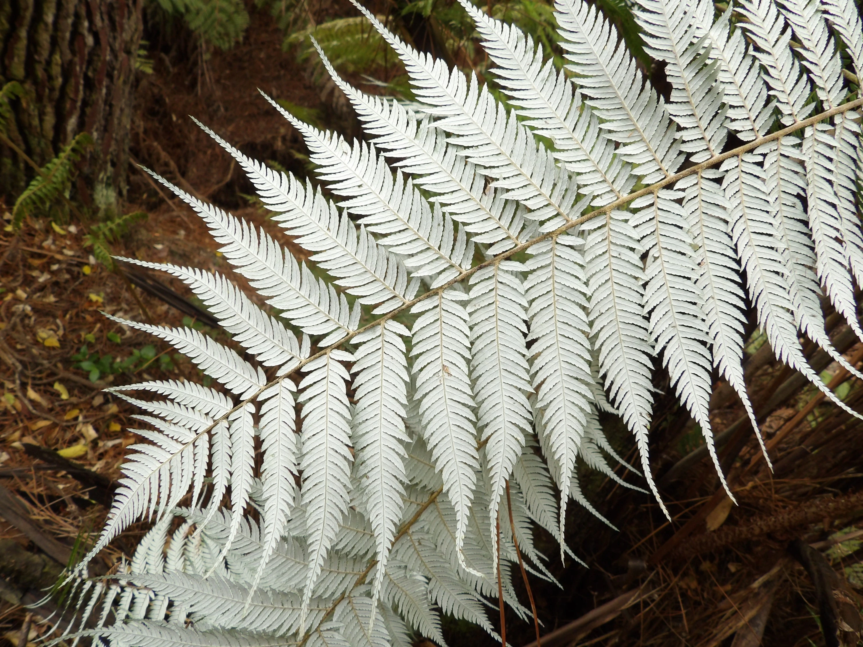 The Silver Fern: A Symbol of New Zealand's Identity