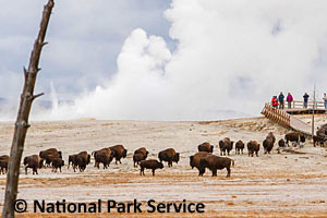 Yellowstone Rent a Car