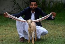 Pakistani Goat with the World’s Longest Ears Becomes an Instant Celebrity