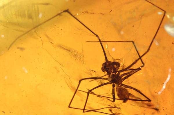 Prehistoric Insects In Amber