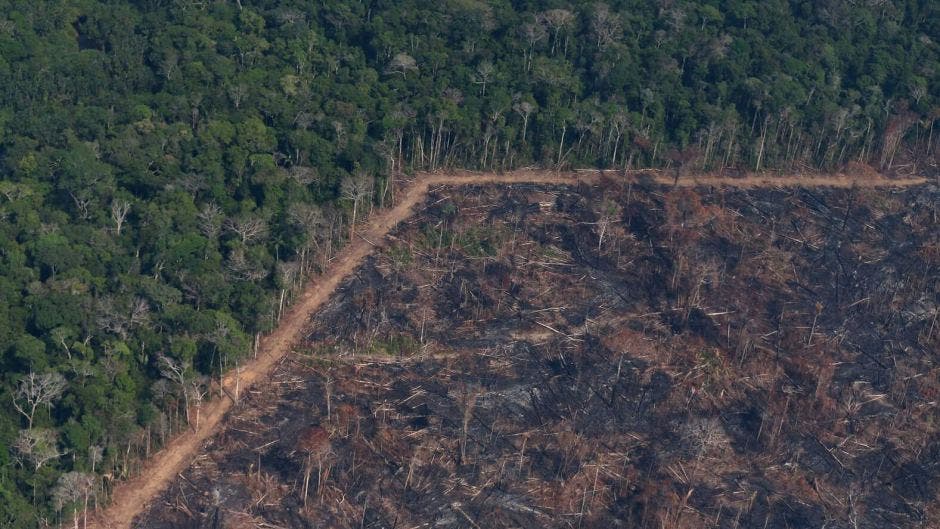 Deforestation Reaches Highest Level In A Decade In The Brazilian Amazon