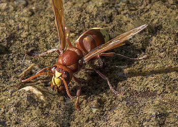 Oriental hornet.