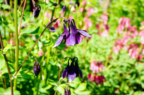 10 flores negras - Nombres y fotos