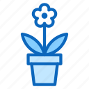 blossom, flower, plant, pot