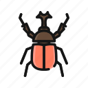 animal, beetle, bug, insect, nature, pest