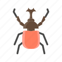 animal, beetle, bug, insect, nature, pest