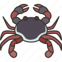 crab, crustacean, aquatic, seafood, invertebrate