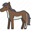 horse, equine, mare, domestic, mammal