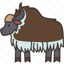 yak, cow, cattle, pasture, livestock