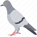 bird, dove, feral, pigeon, squab, street, urban