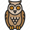 animal, nature, wildlife, bird, owl, pet