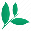 herbs, plants, popular leaves, leaves, stem leaves