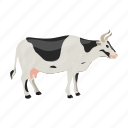 animal, cow, domestic, farm, mammal, pet