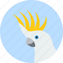 animal, beak, bird, cockatoo, exotic, tropical, wild