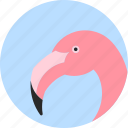 animal, beak, bird, exotic, flamingo, tropical, wild