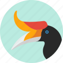 animal, beak, bird, exotic, hornbill, tropical, wild