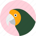 animal, beak, bird, exotic, parakeet, tropical, wild