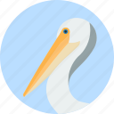 animal, beak, bird, exotic, pelican, tropical, wild