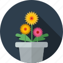 flower, flowers, garden, gerbera