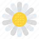 daisy, flower, blossom, floral, nature