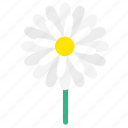 blossom, botany, daisy, flower, flowering plants, wildflower, floral