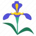 botany, flora, flower, flowering, iris, plant, floral