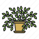 flower, flower pot, plant