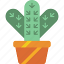 cactus, garden, gardening, grow, plant