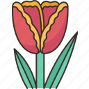 tulip, flower, blossom, garden, nature