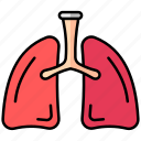 lungs, organ, anatomy, medical