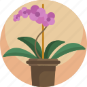 floral, flower, growth, house, plants, pot, young