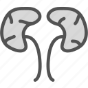 human, kidney, organ