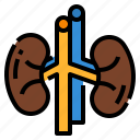 creatinine, health, kidneys, medical, medicalcheckup