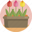 tulip, garden, nature, spring, flower, floral