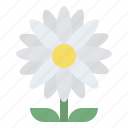 daisy, blooming, flower, nature