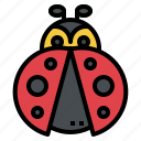 ladybug, insect, bug, animal, graden, spring