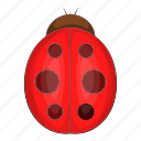 bug, insect, ladybird, ladybug