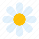 chamomile, flower, herb, plant, spring