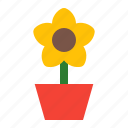 flower, plant, pot, spring