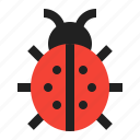 animal, fly, insect, ladybug, spring