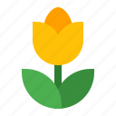 flower, spring, tulip