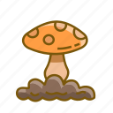 fungi, fungus, mushroom, mushrooms