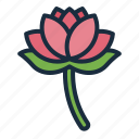 lotus, flower, nature, garden, meditation, buddha, botanical