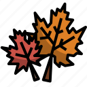 autumn, dry, fall, leaves, maple, nature